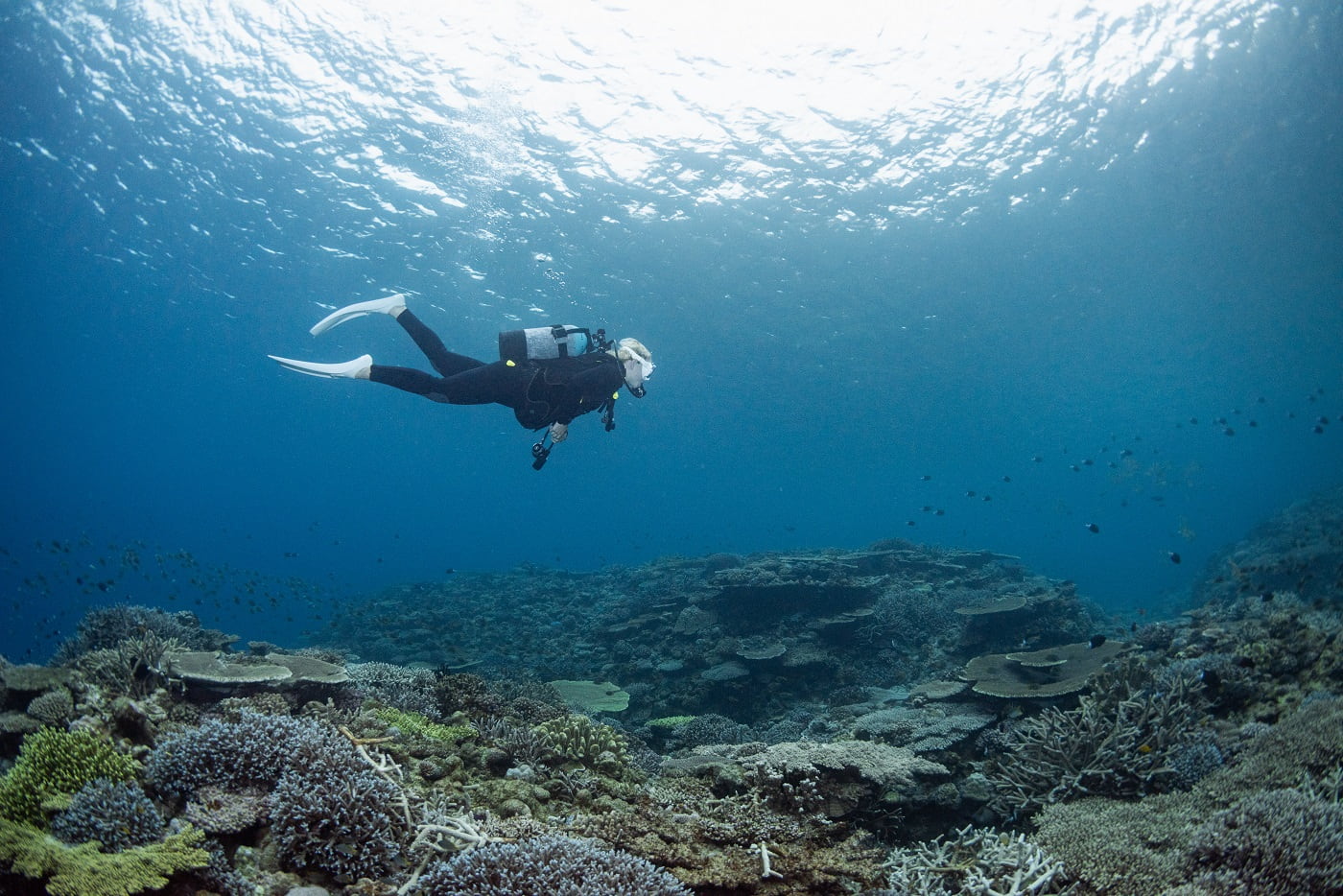 beautiful coral reef and guest