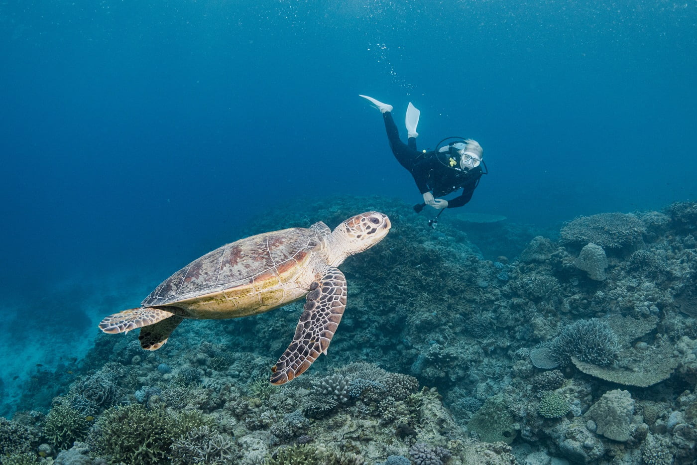 A sea turtle and a guest