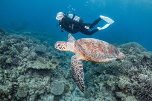 Is Kerama Diving Worth It? An Honest Guide for Divers Visiting Okinawa