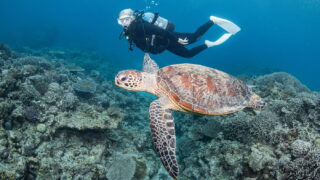Is Kerama Diving Worth It? An Honest Guide for Divers Visiting Okinawa