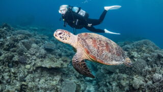 Kerama Islands: 1-Dive and Snorkel Tour