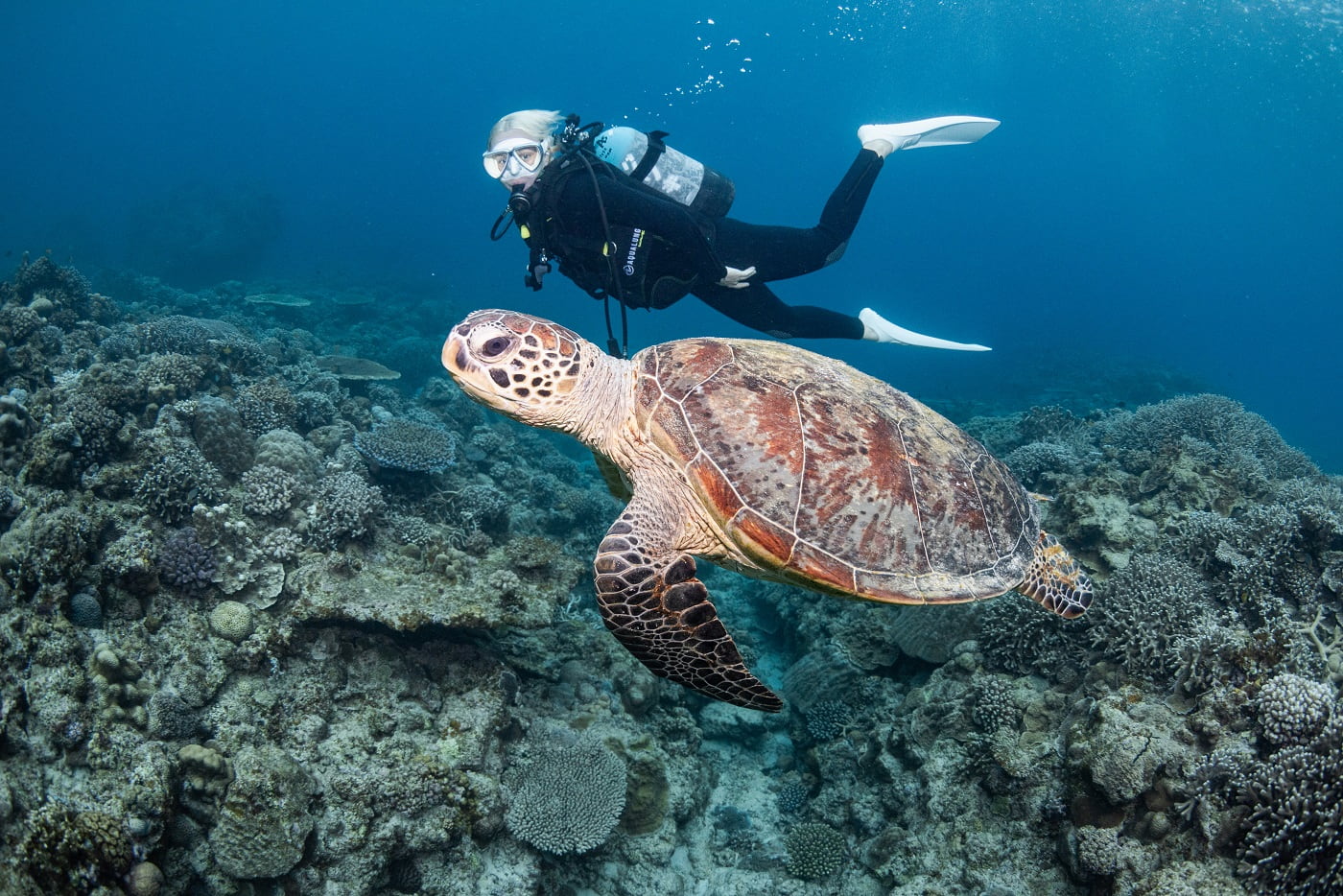A sea turtle and a guest