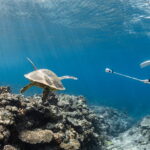 Diving in the Kerama Islands with guests from the USA - coral reefs and sea turtles!
