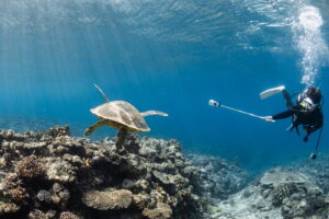 Diving in the Kerama Islands with guests from the USA - coral reefs and sea turtles!