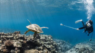 Diving in the Kerama Islands with guests from the USA - coral reefs and sea turtles!