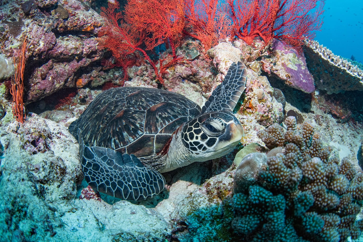 sea turtle