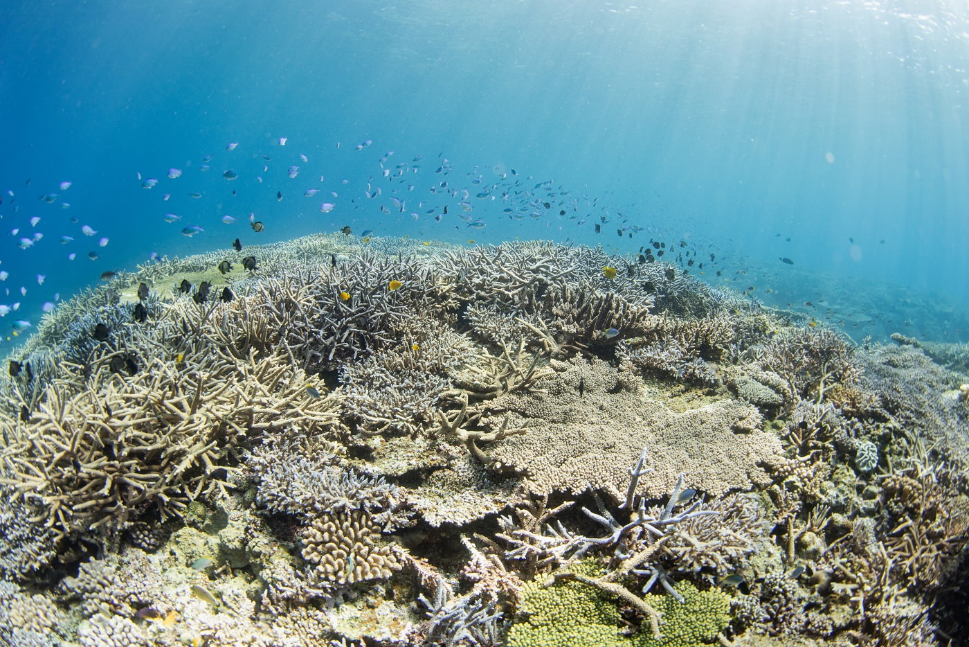 the beautiful coral reefs of the Kerama Islands