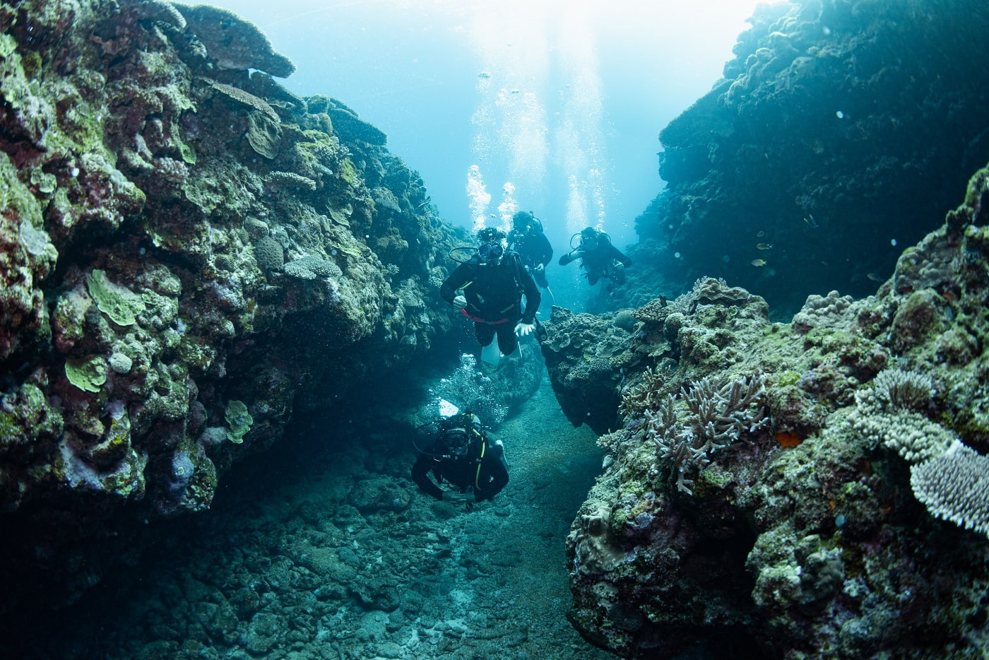 guests during the dive in the kerama islands