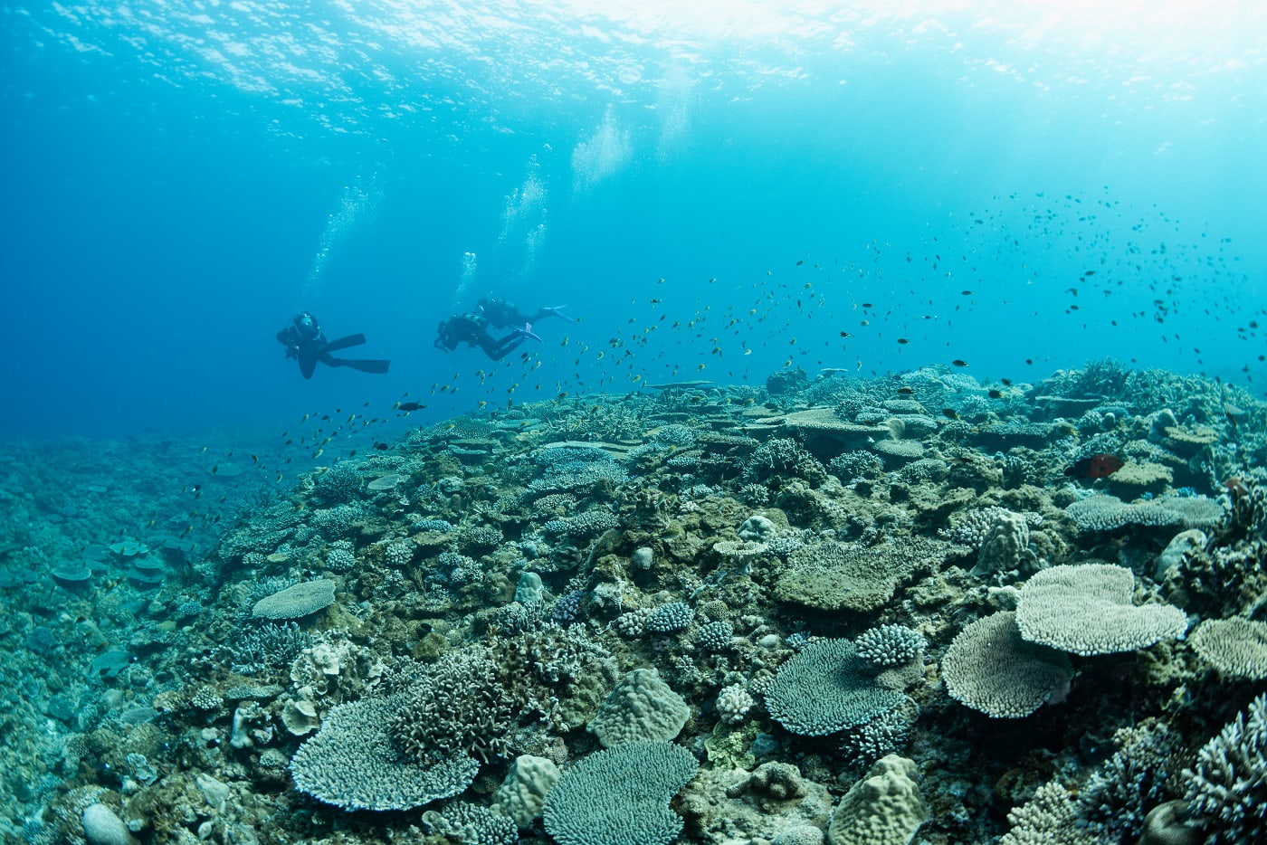 coral reefs and guests during the dive in the kerama islands