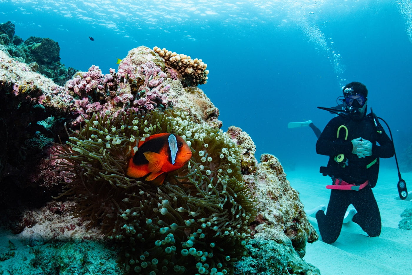 a clownfish and the guest