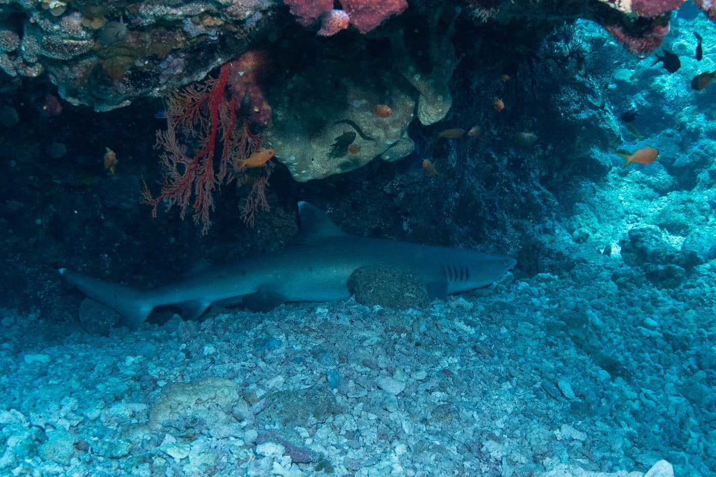 whitetip reef shark