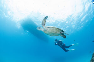 Where to Dive in Okinawa – Best Scuba Diving Areas for Your Trip