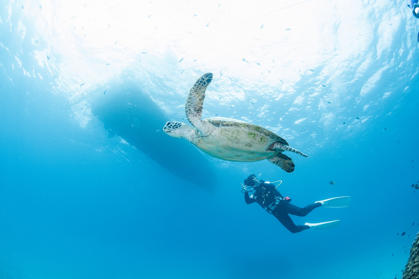 Where to Dive in Okinawa – Best Scuba Diving Areas for Your Trip