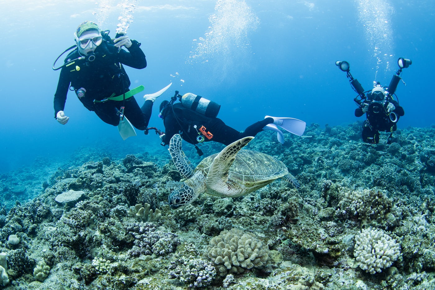 a sea turtle and the guests in the kerama islands