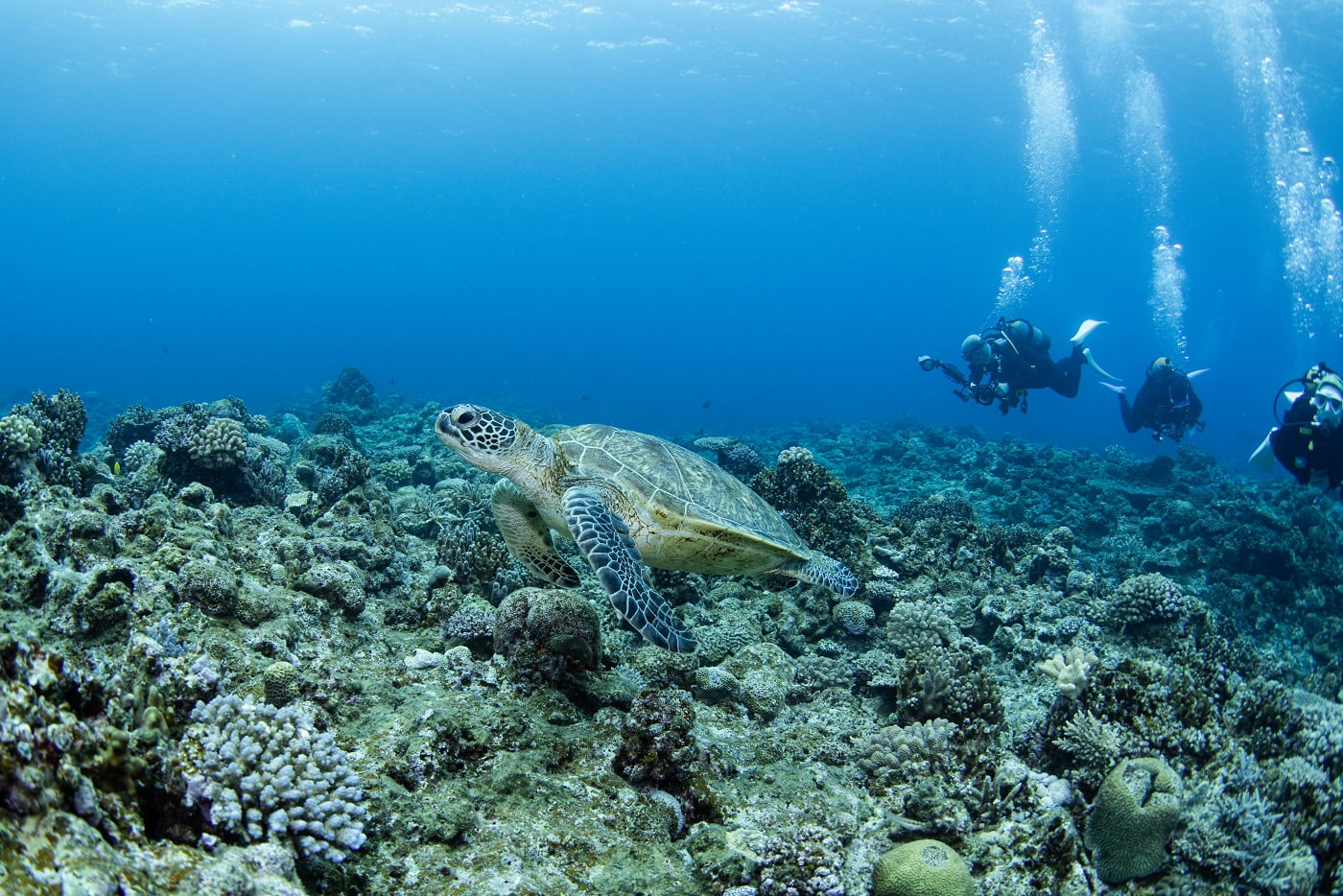 a sea turtle and the guests in the kerama islands