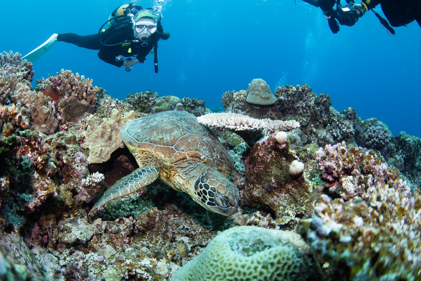 a sea turtle and the guests in the kerama islands