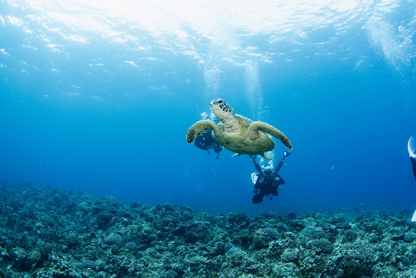 a sea turtle and the guests in the kerama islands