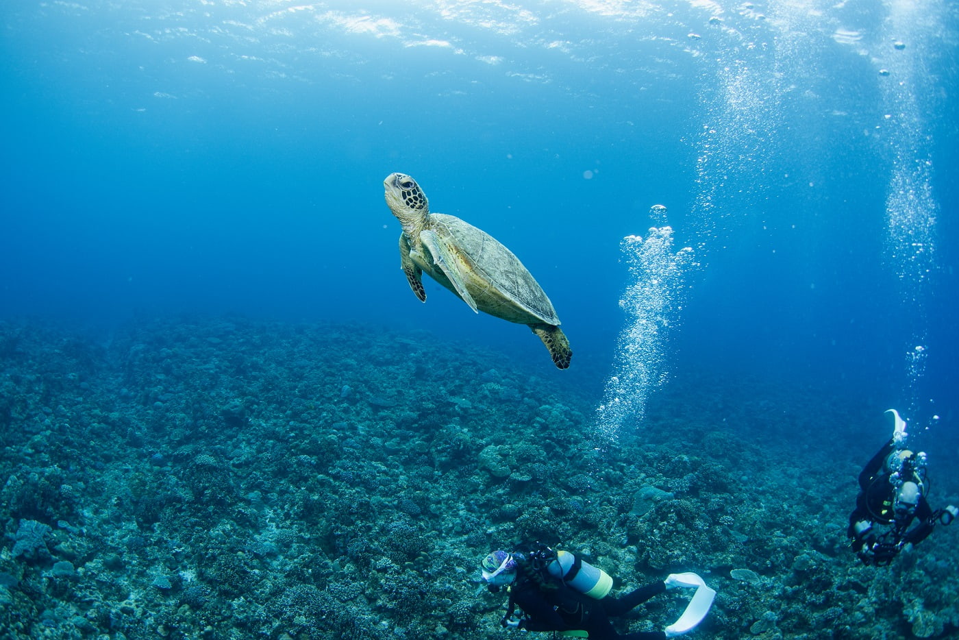 a sea turtle and the guests in the kerama islands