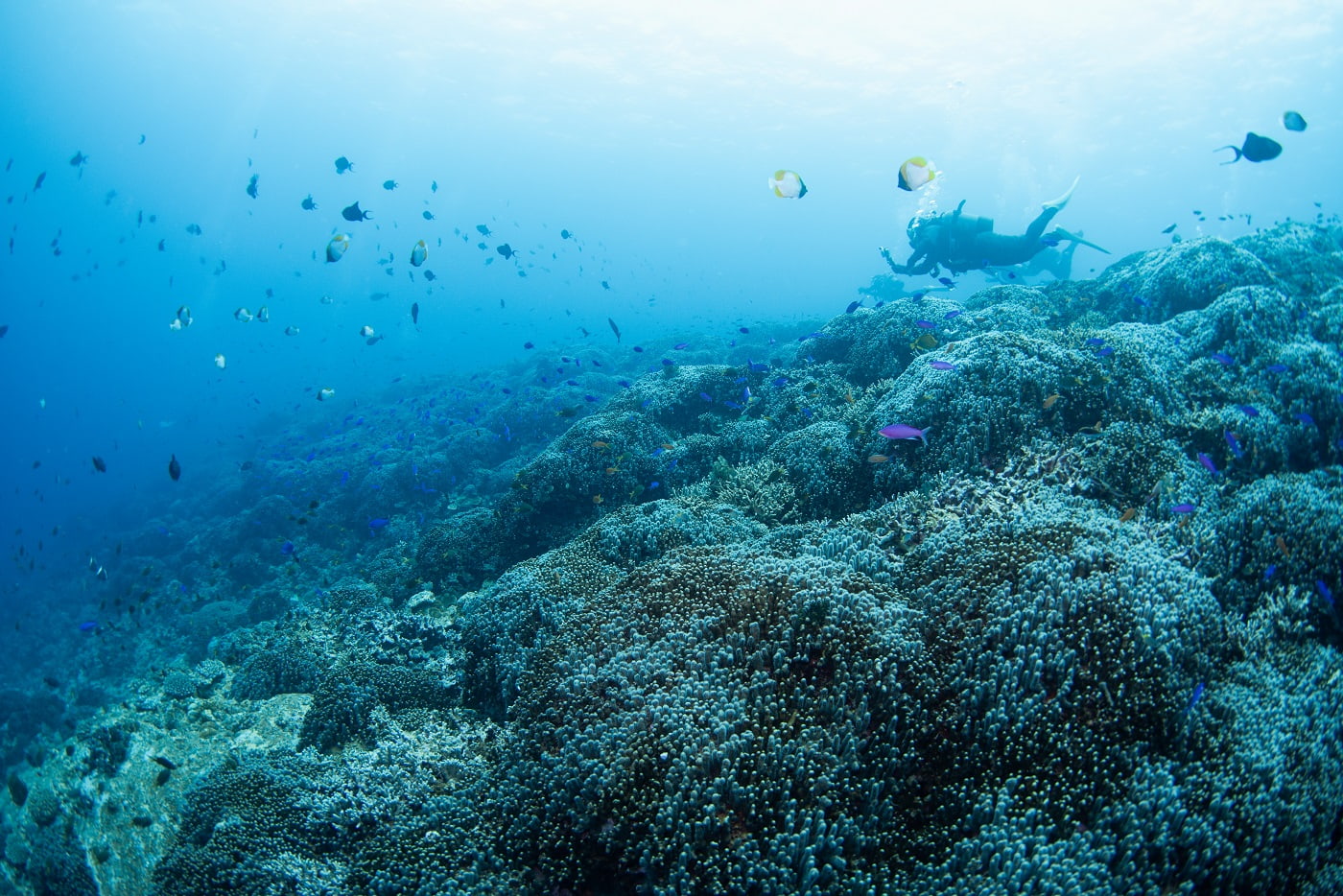 underwater scene during the dive