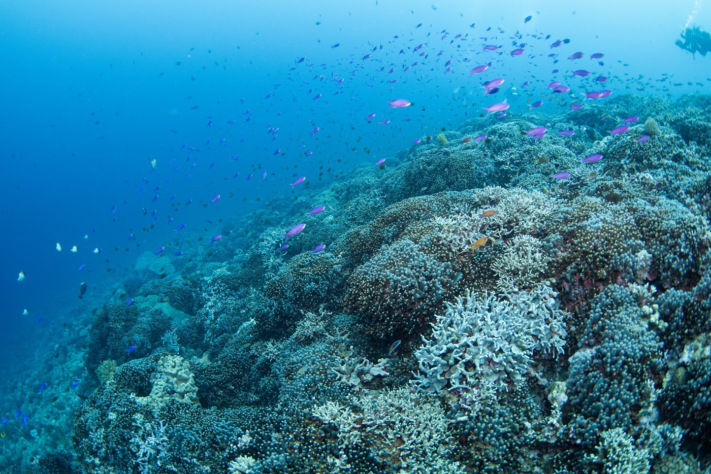 underwater scene during the dive
