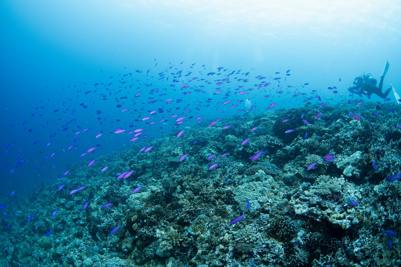 underwater scene during the dive