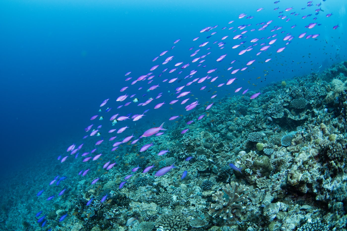 underwater scene during the dive