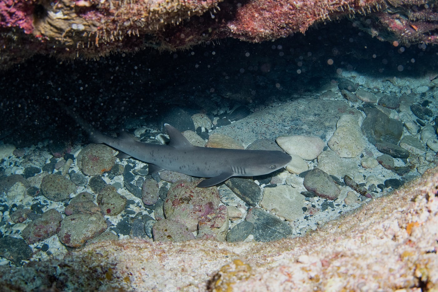 baby whitetip reef sharks