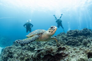 Diving in the Kerama Islands With Guests From the Netherlands and France! Sharks, Sea Turtles, and Spotted Eagle Rays