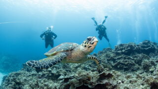 Diving in the Kerama Islands With Guests From the Netherlands and France! Sharks, Sea Turtles, and Spotted Eagle Rays