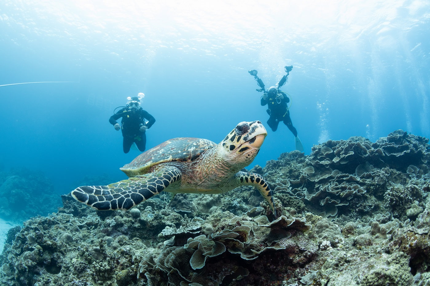 a sea turtle and the guests