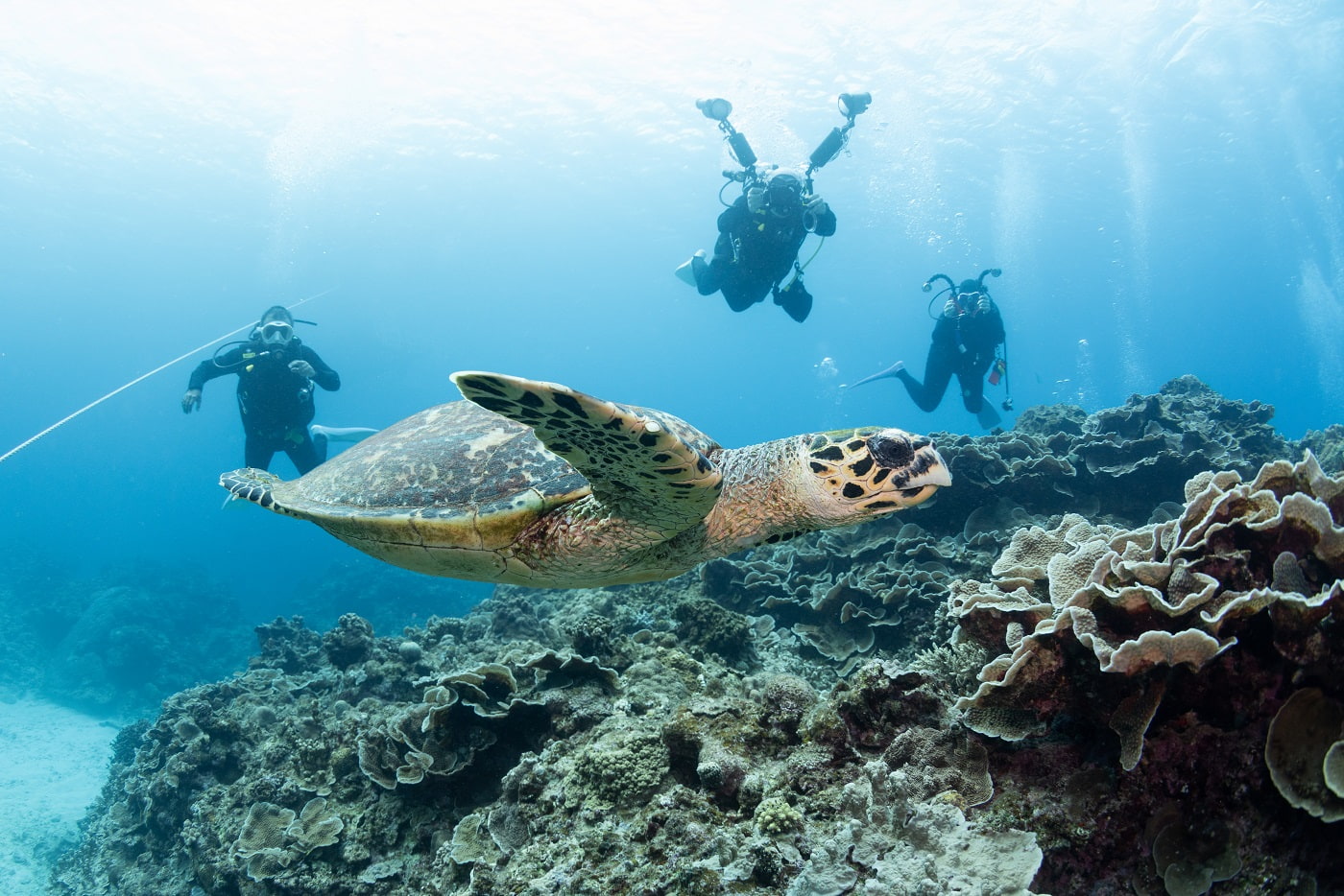 a sea turtle and the guests