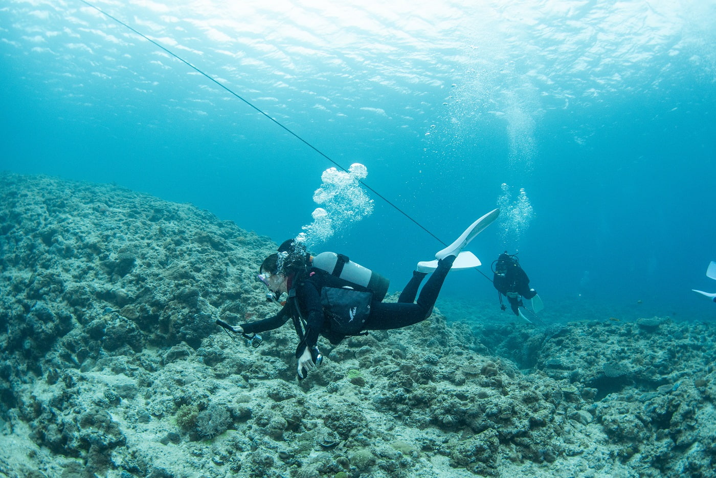 guests during the dive