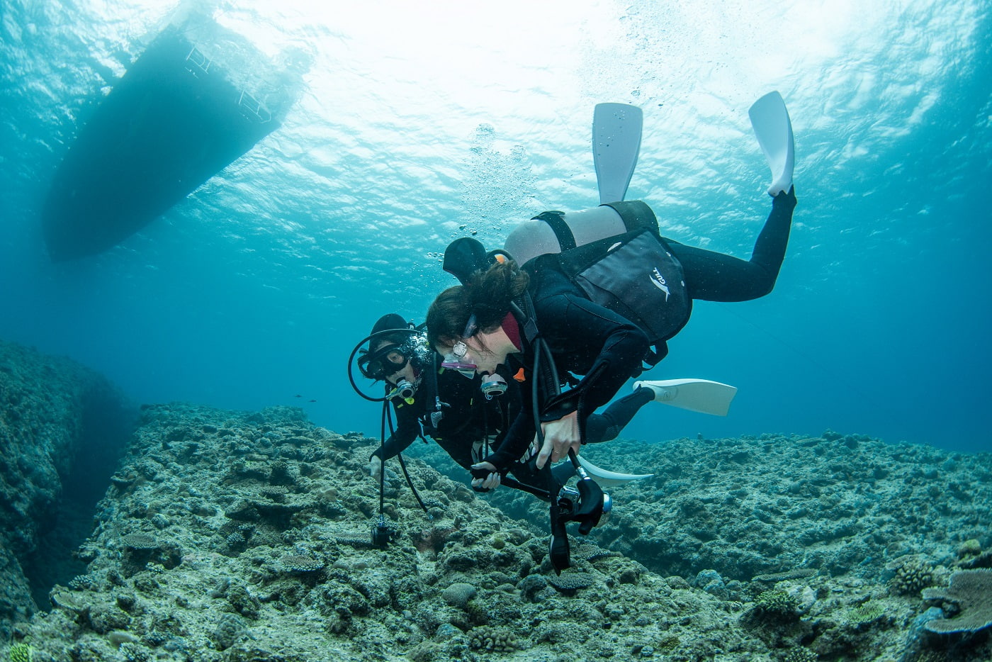 guests during the dive