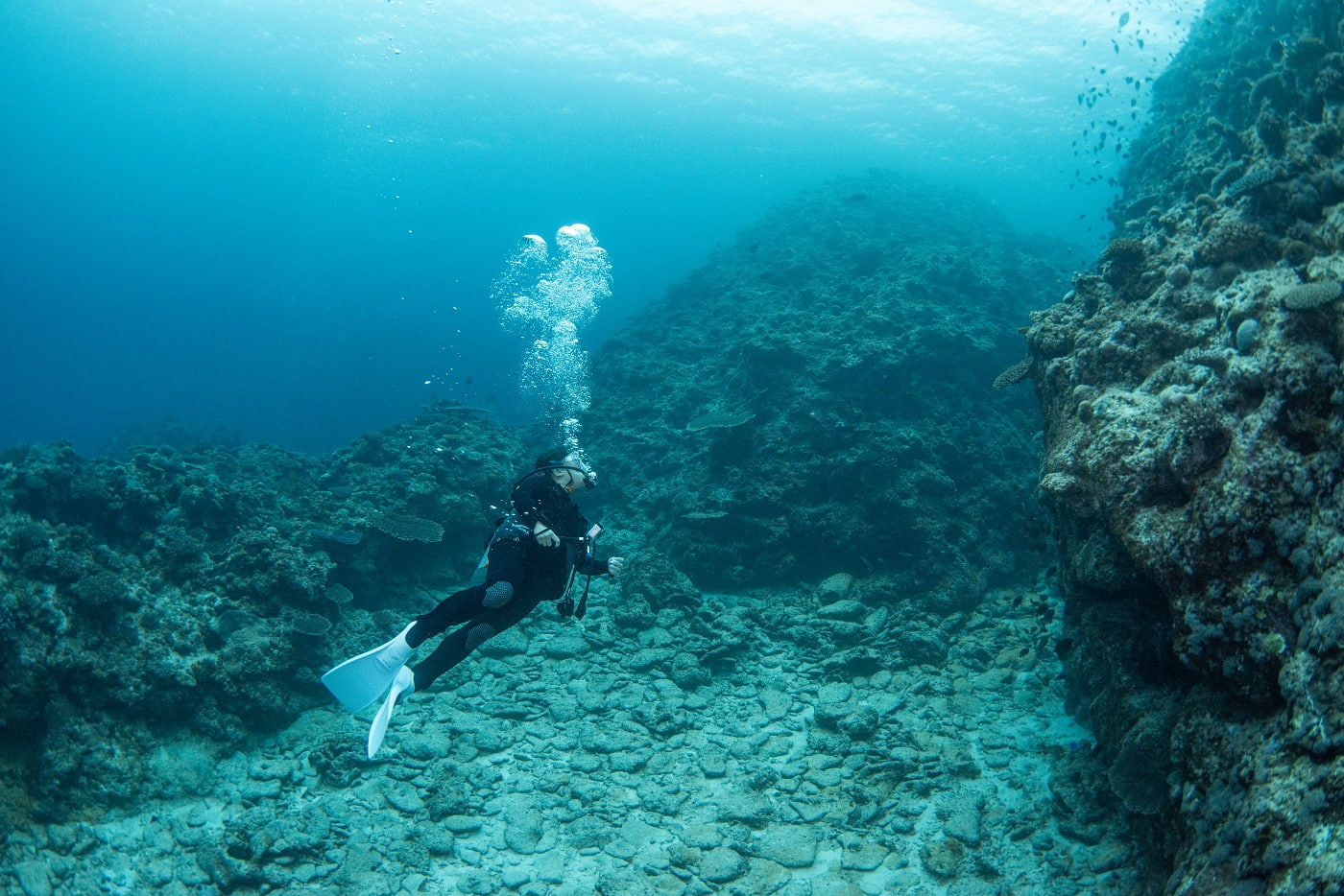 guests during the dive