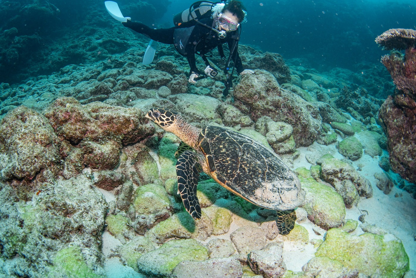 turtle and guests during the dive