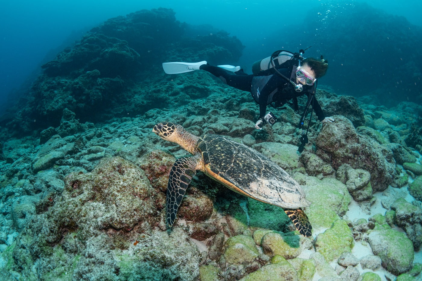 turtle and guests during the dive