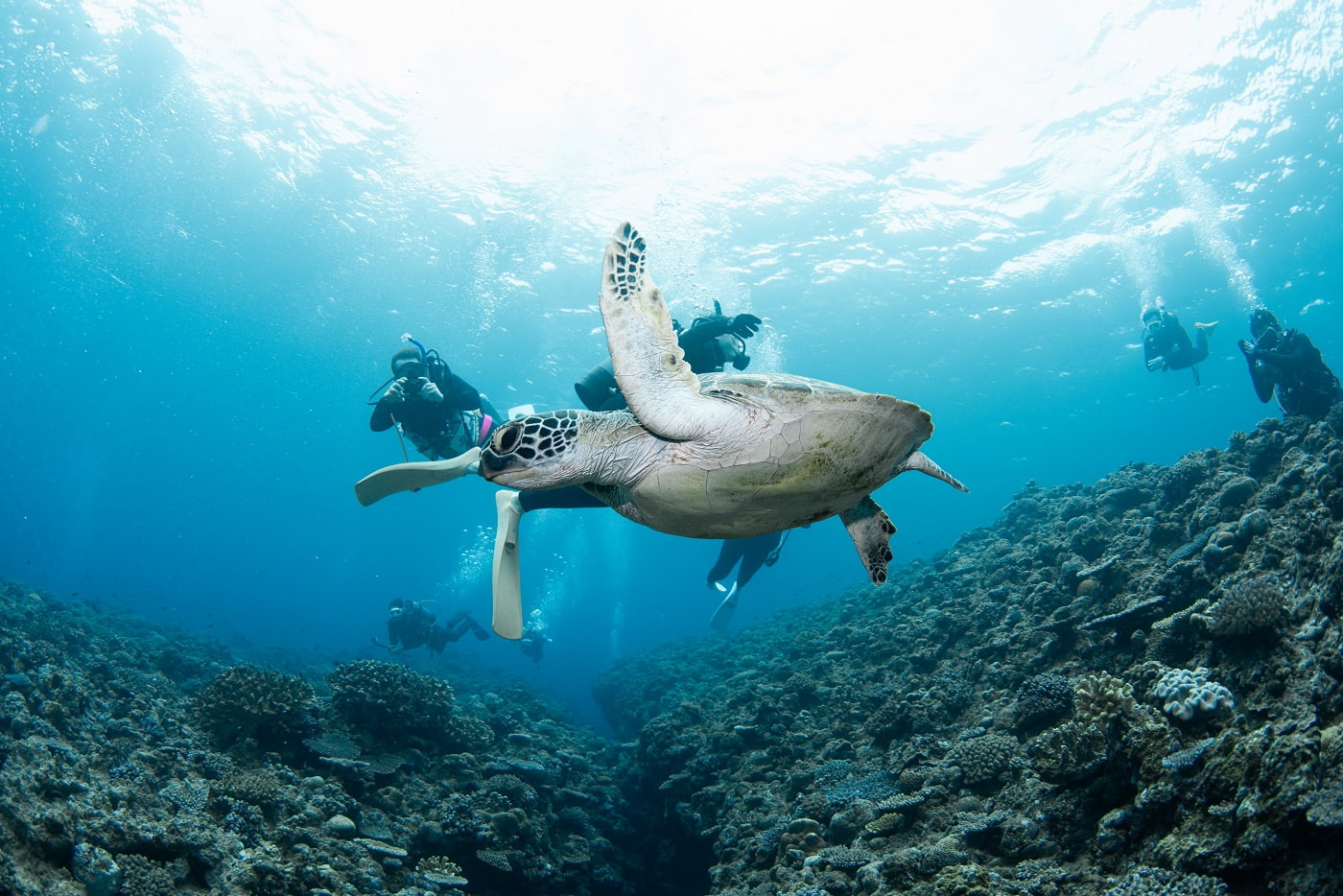 sea turtle and guests during the dive in the kerama islands