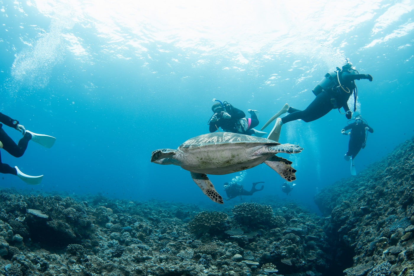 sea turtle and guests during the dive in the kerama islands