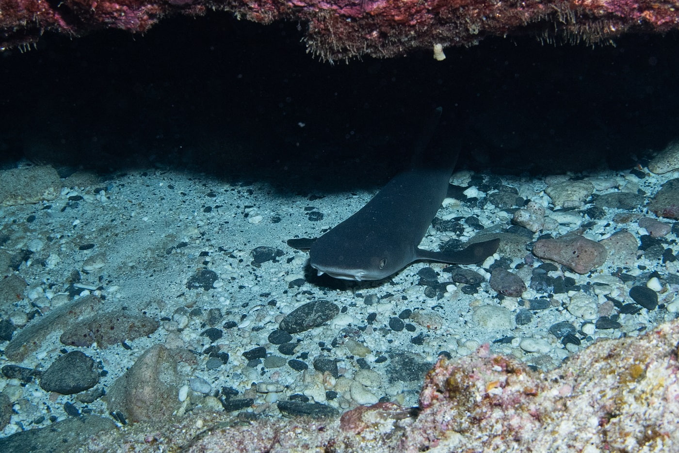 whitetip reef sharks