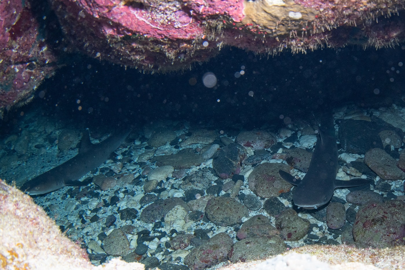 whitetip reef sharks
