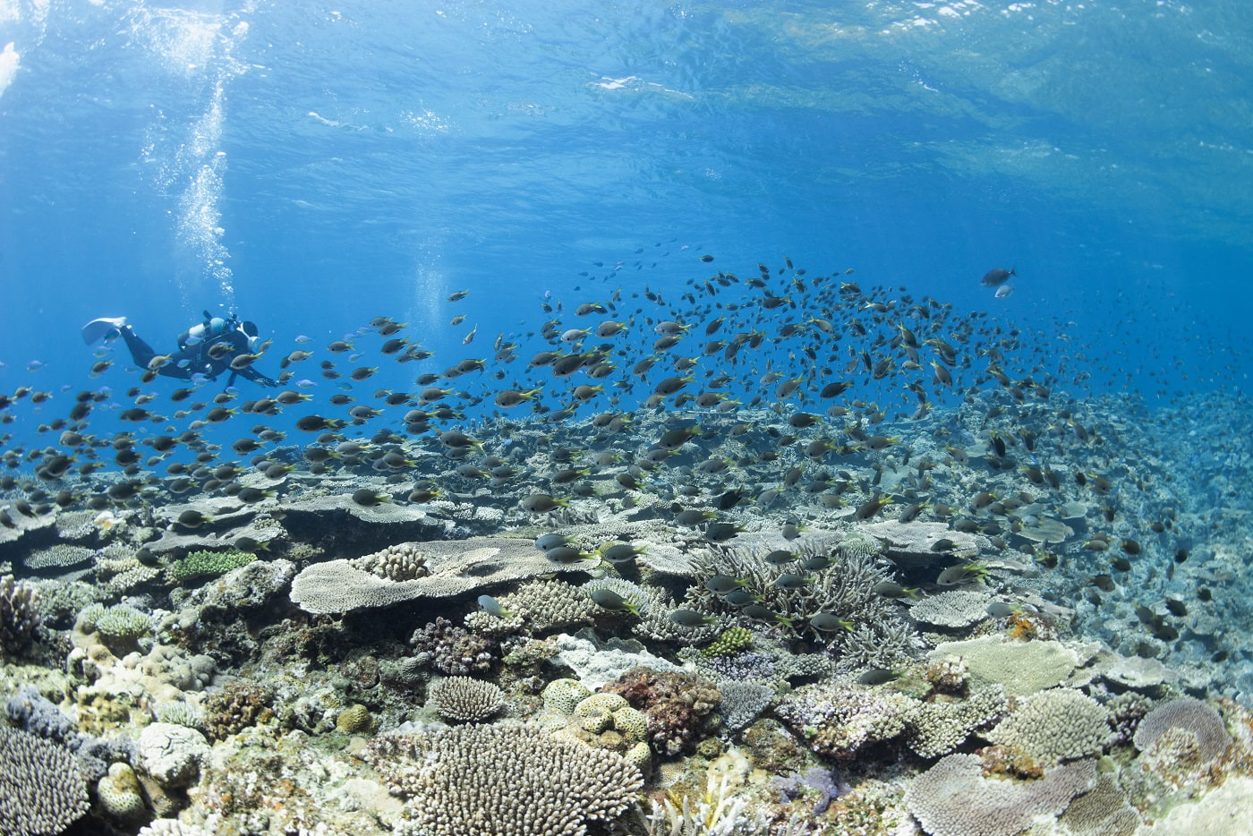coral reef and fish