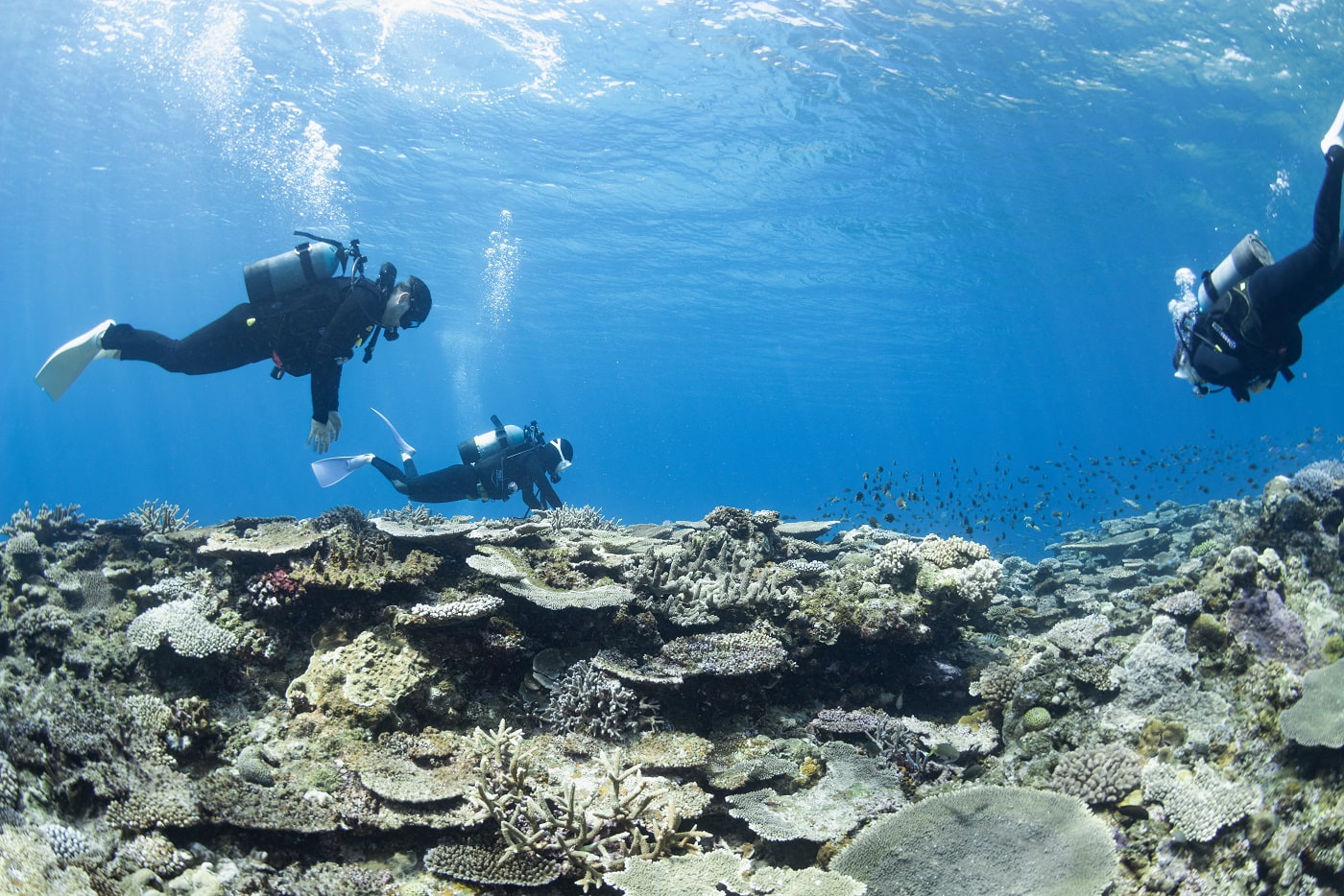 guests during the dive in the kerama islands