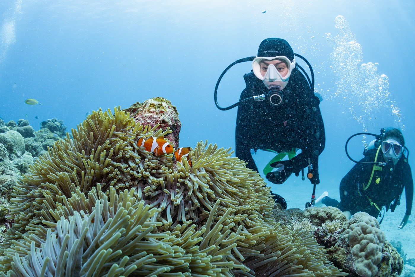 a clownfish and the guest