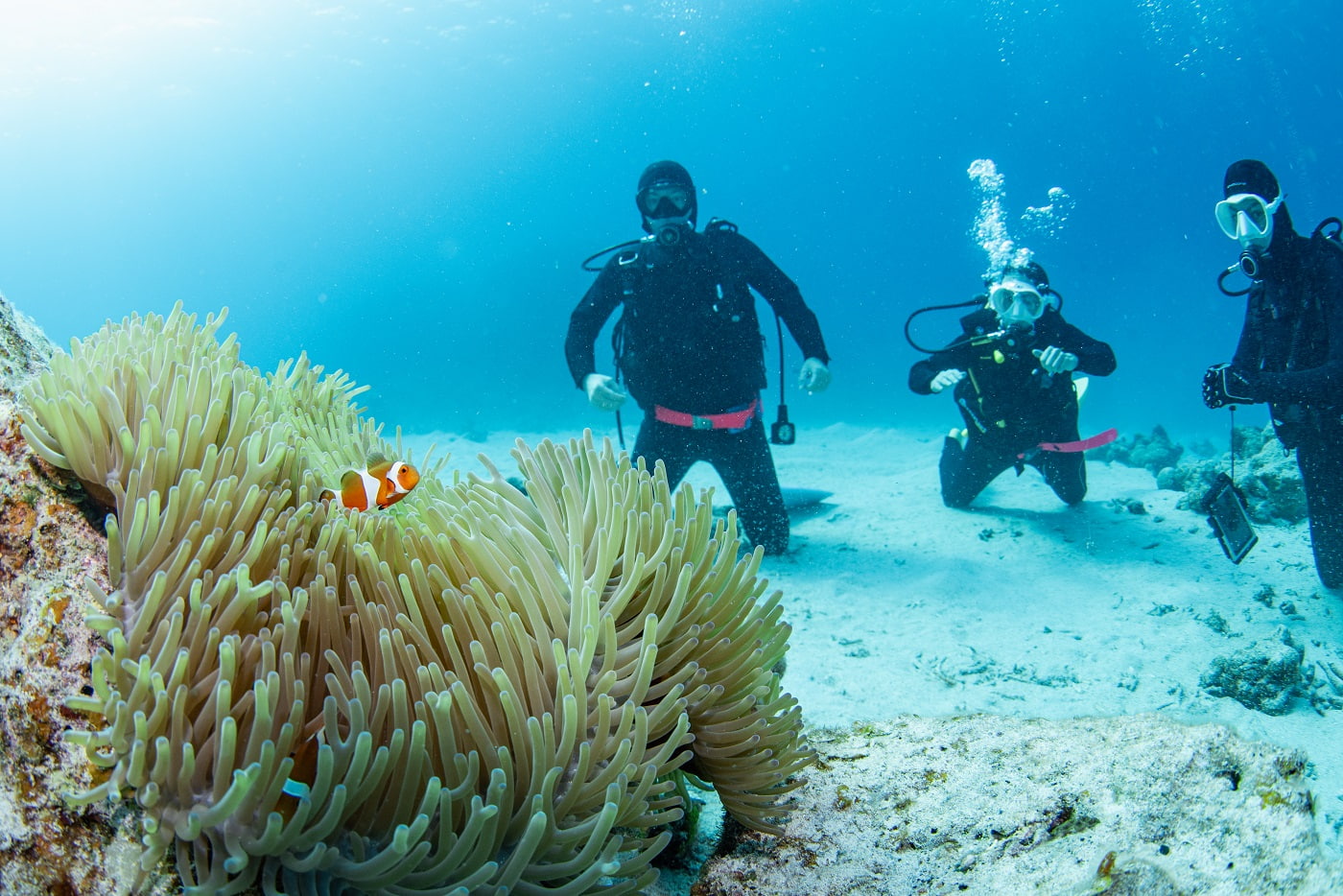 a clownfish and the guests