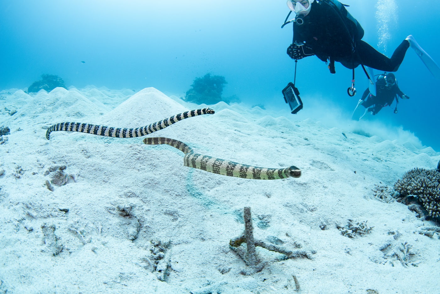 two sea snakes
