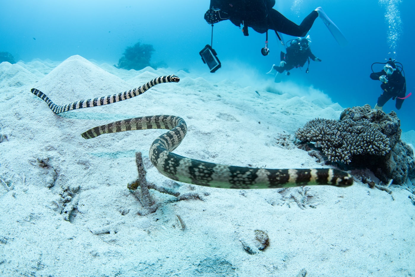 two sea snakes