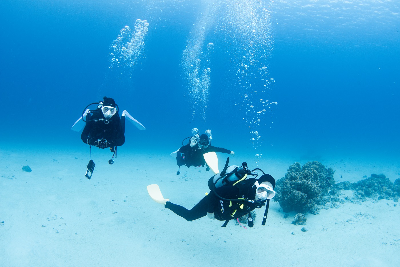 guests during the dive