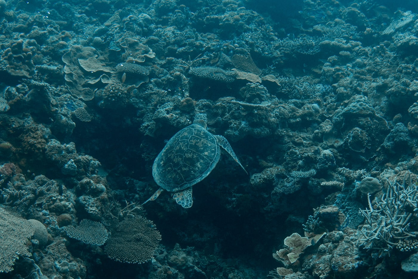 sea turtle