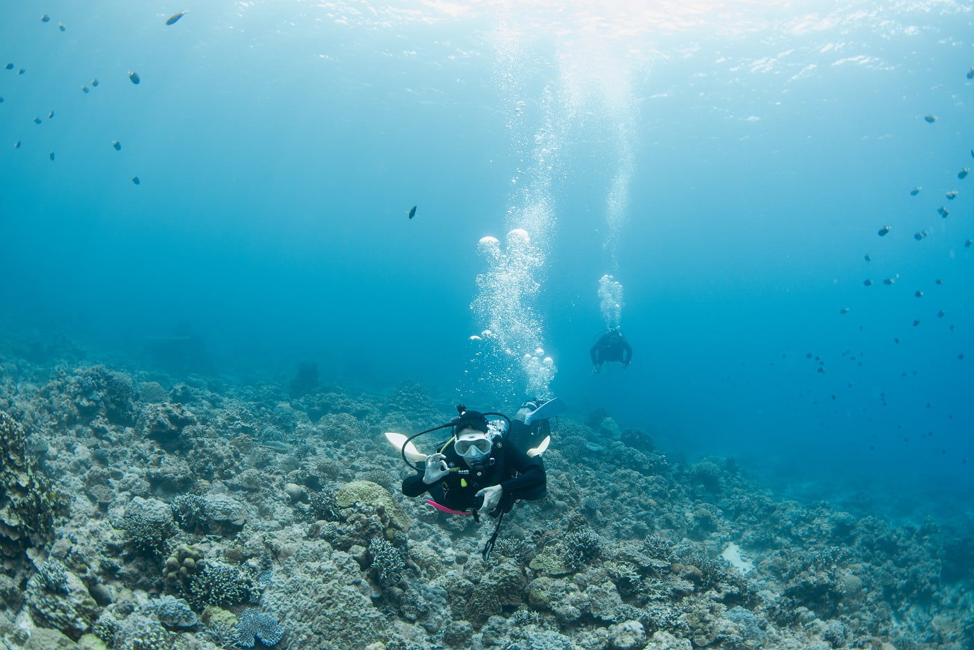 guests during the dive