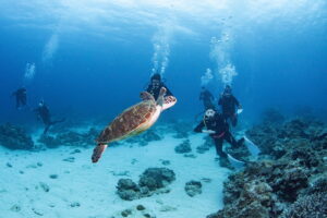 Kerama Islands Diving Tour With Guests From Canada and South Korea! Sea Turtles and Cuttlefish